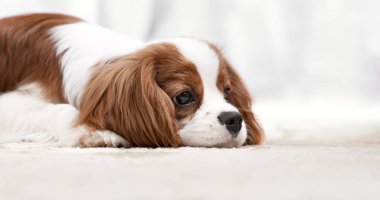 baş melankolik köpek yavrusu