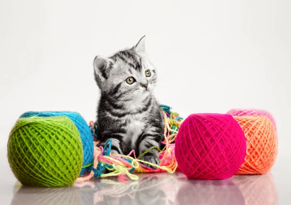 Gri güzel küçük kedi yavrusu — Stok fotoğraf