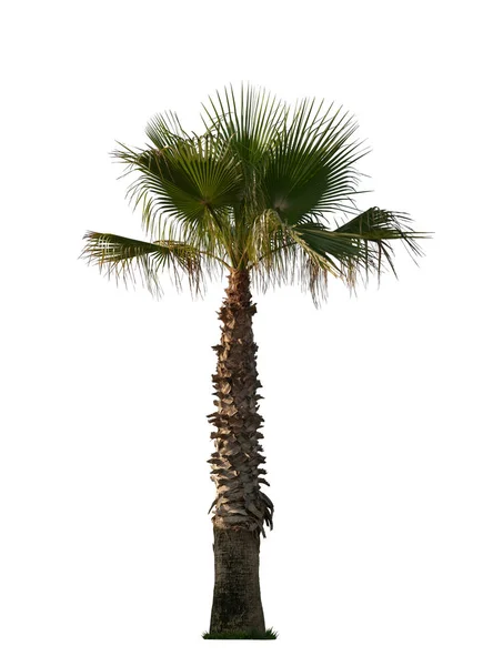 En stor palm på vit bakgrund — Stockfoto