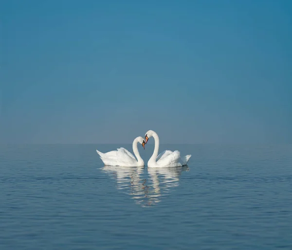 Due Cigni Bianchi Sul Lago Blu Spazio Vuoto Testo Amore — Foto Stock