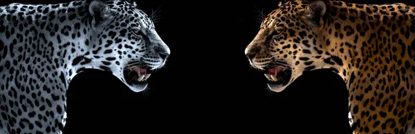 Wilde Luipaard Jaguar Cheeta Zwarte Achtergrond Horizontale Foto — Stockfoto