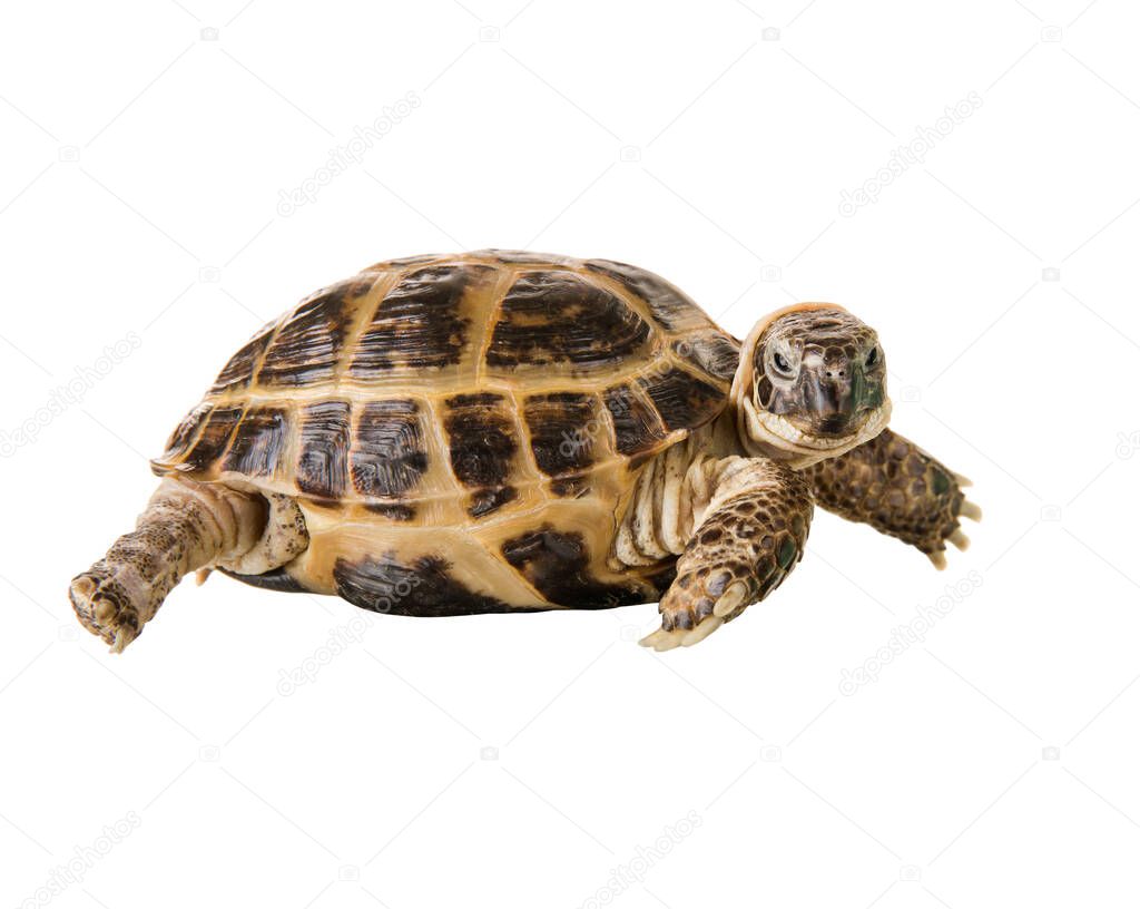 one typical tortoise on white background; isolated, close up