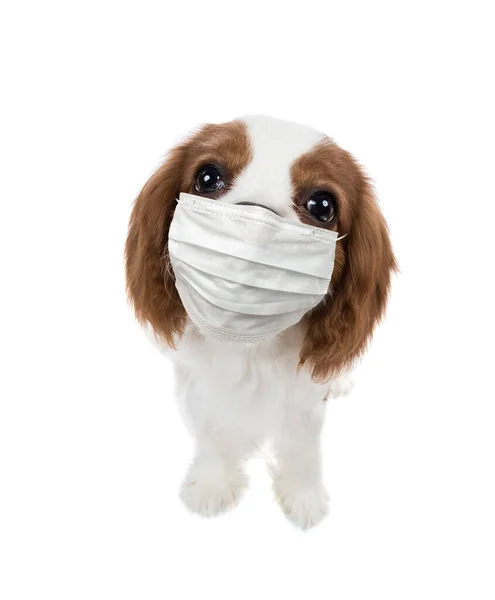 Cane Maschera Medica Sfondo Bianco Isolato Concetto Pandemia Coronavirus Covid — Foto Stock