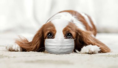 Tıbbi maskeli köpek evde yatıyor. Covid-19 koronavirüs salgınını hesapla