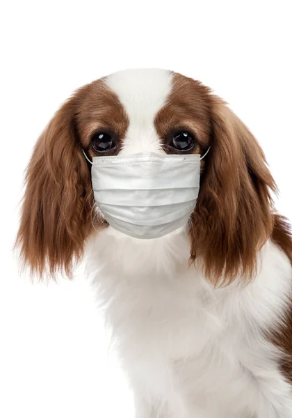 Pies Masce Medycznej Białym Tle Odizolowany Koncepcja Pandemii Covid Koronawirusa — Zdjęcie stockowe