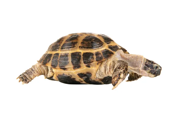 One Typical Tortoise White Background Isolated Close — Stock Photo, Image