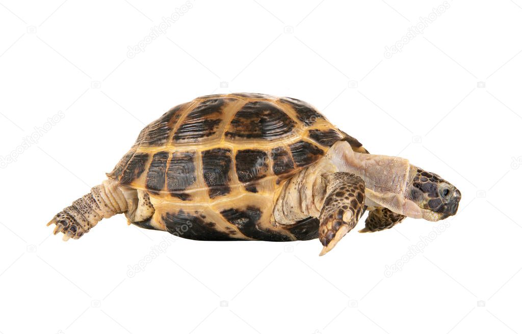 one typical tortoise on white background; isolated, close up