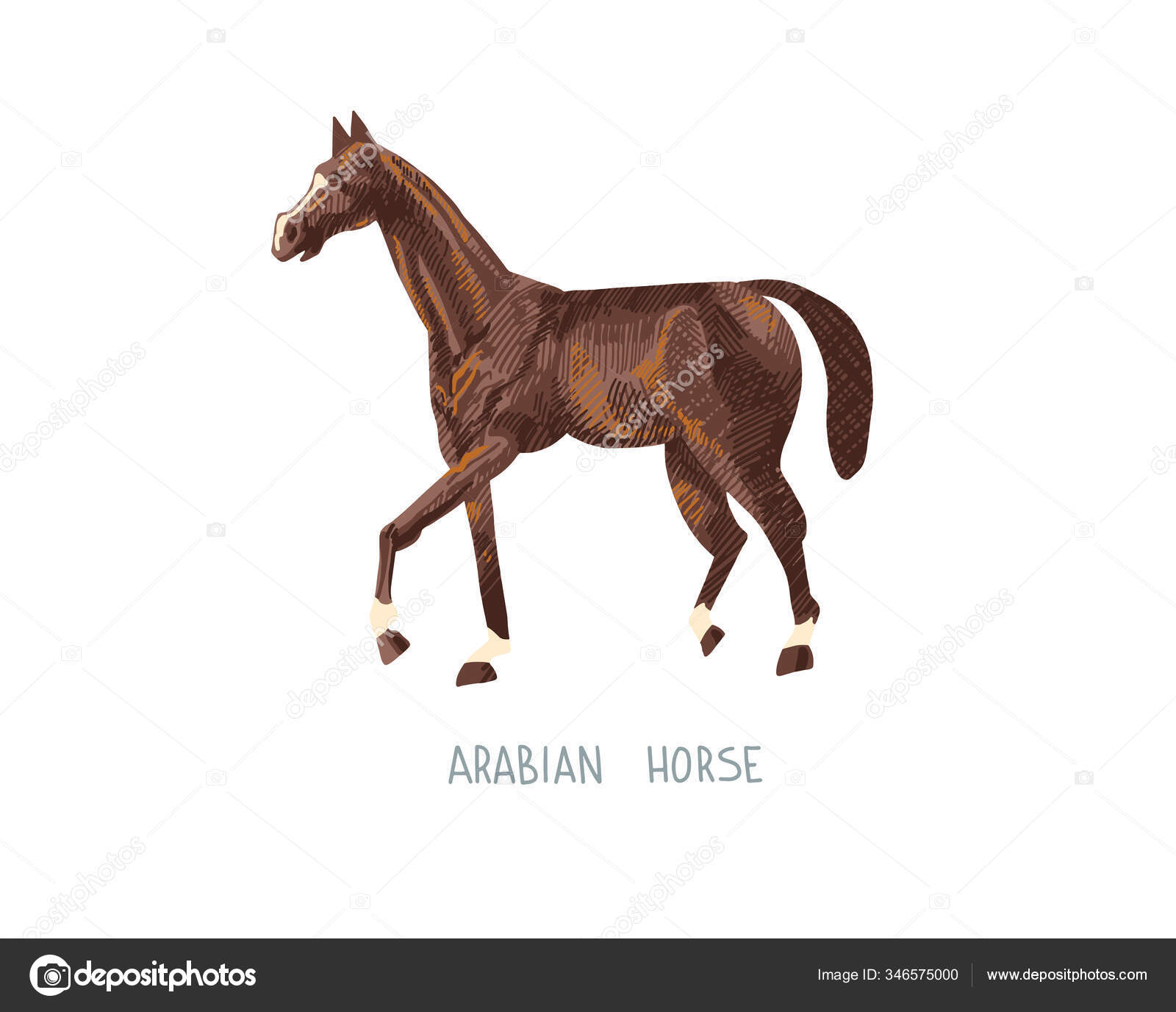 Arabian horse hand drawing sketch vector illustration Stock Vector by