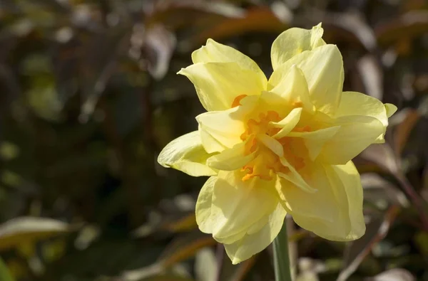 Narciso fiore nel giardino nel giardino . — Foto Stock