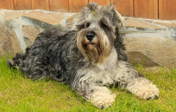 Dog on the lawn in the village — Stock Photo, Image