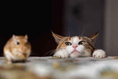 Masayı üzerinde küçük bir fare fareyle oynayan kedi