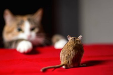 Kırmızı masada küçük bir fare fareyle oynayan kedi