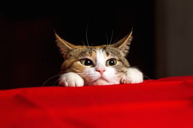 Kocaman gözleri ve kulakları ile ifade kedi closeup atmadan önce çömelmiş