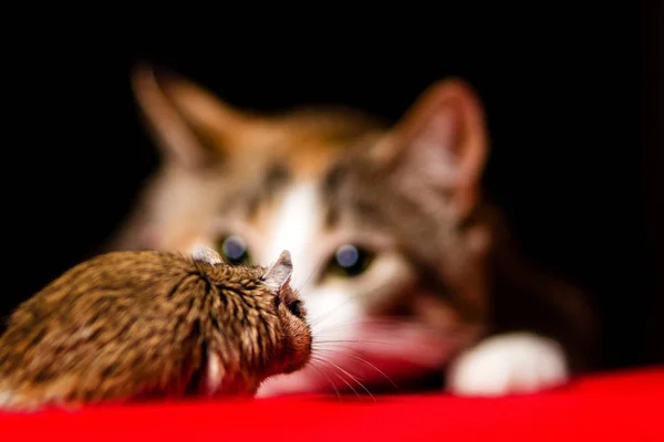 Cat playing with little gerbil mouse on red table — Stock Photo, Image