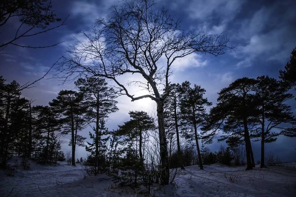 Wald bei Nacht mit Mondschein — Stockfoto