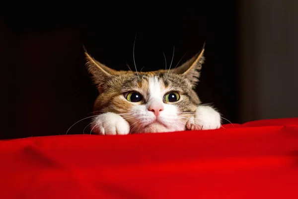 Primer plano expresivo gato con grandes ojos y sus oídos agachados antes de lanzar — Foto de Stock
