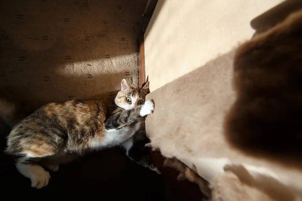Rudy kot ostrzenia pazurów na ostrzenia pazurów — Zdjęcie stockowe
