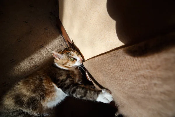 Ziemlich rothaarige Katze schärft seine Krallen am Krallenschleifer — Stockfoto