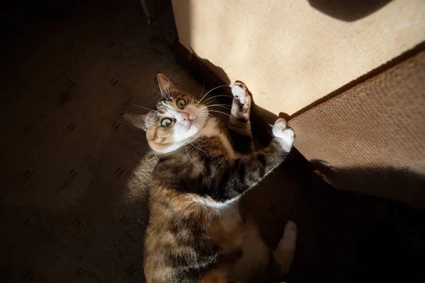 Kızıl saçlıya Kedi Pençesi kalemtıraş pençelerini keskinleştirme