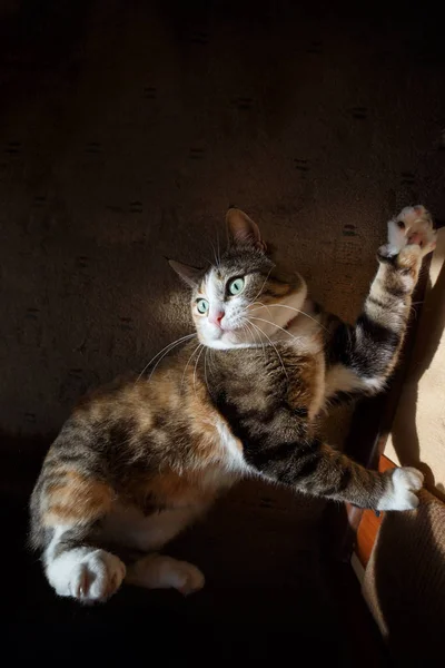 Bastante pelirroja gato afilando sus garras en el afilador de garras — Foto de Stock