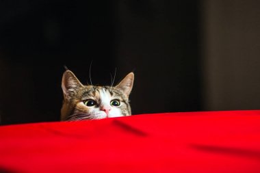 Cat with wild eyes ready to attack in ambush. clipart