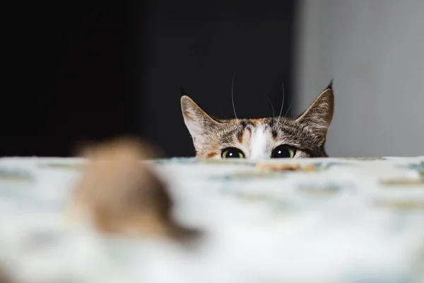 Cat hunting to gerbil mouse on table. Keep ones wits about — Stock Photo, Image