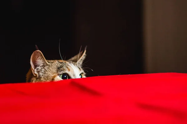 待ち伏せ攻撃の前に野生の目を持つ猫. — ストック写真