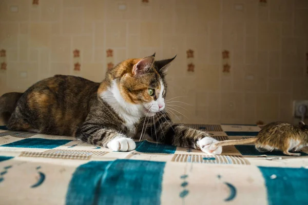 Gato jugando con pequeño ratón jerbo en la mesa con cubiertos de servicio. Conceptos de presa, comida, plaga —  Fotos de Stock