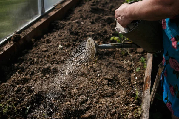 Sulama kabından çıkan filizler.
