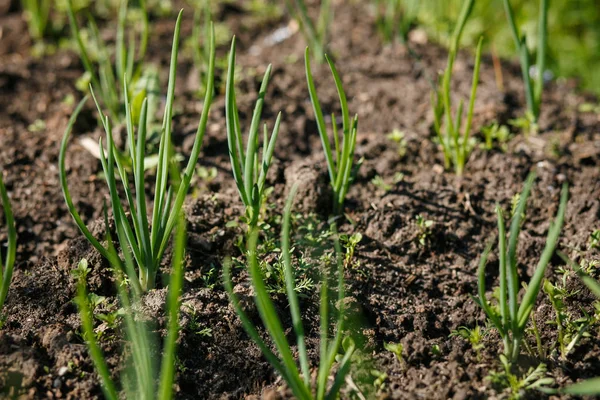Sebze dikim soğan. Yabani otlar ile soğan