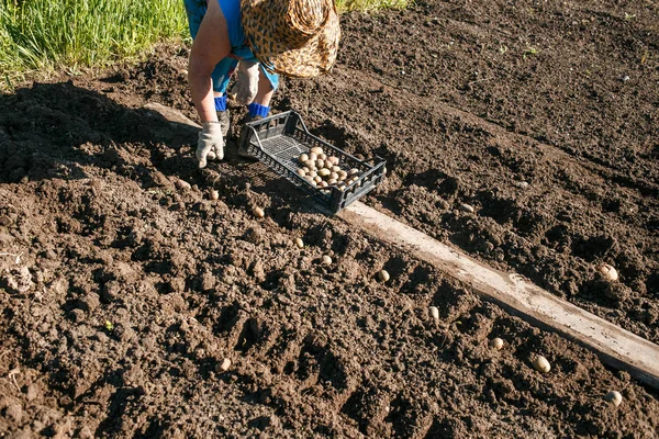 Зріла жінка саджає картоплю в свій сад — стокове фото