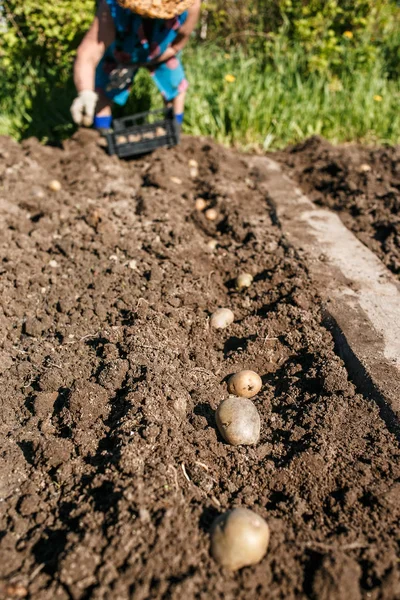 Зріла жінка саджає картоплю в свій сад — стокове фото