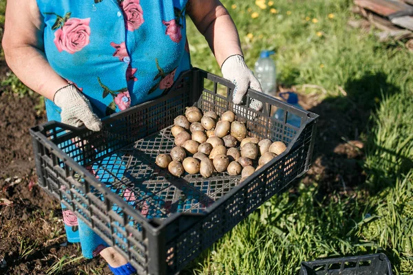 Mujer madura plantando patatas en su jardín —  Fotos de Stock