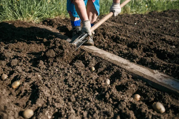 在自家花园里种植土豆的成熟女人 — 图库照片