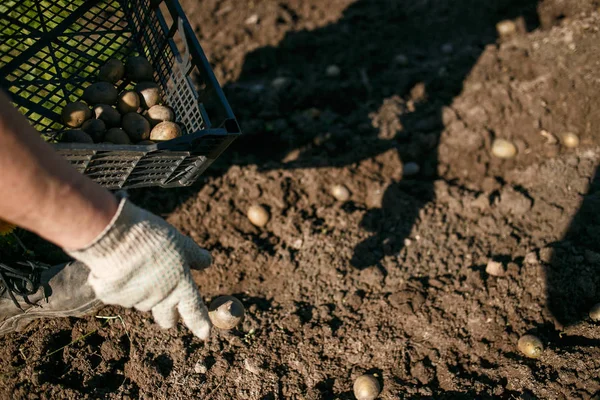 Kartoffeln im Garten pflanzen — Stockfoto