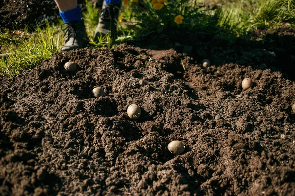 Kartoffeln im Garten pflanzen — Stockfoto