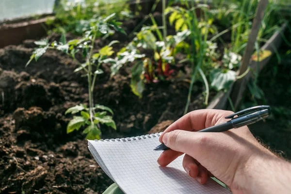 Nahaufnahme Hände eines Gewächshausarbeiters, der Notizen in Sämlinge in Notizbuch macht. Tomaten-Sämling — Stockfoto