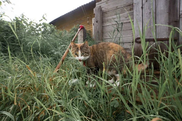 Gato ruivo engraçado no ambiente acolhedor da aldeia de verão — Fotografia de Stock