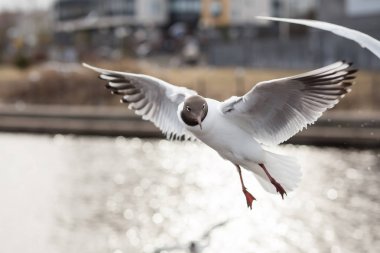Funny Black-headed Gull looking to camera during flying. Lake birds clipart