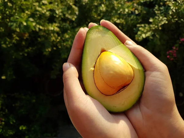 Frische Avocado in den Händen im Sonnenlicht — Stockfoto