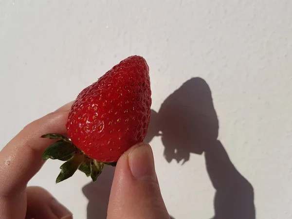 Main féminine tenant une fraise. Lumière directe du soleil — Photo