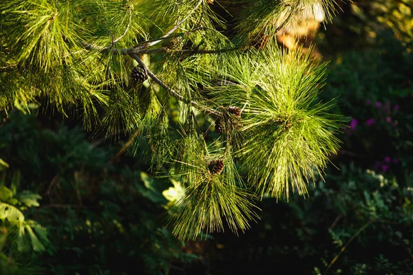 清晨阳光下的松树枝条 — 图库照片