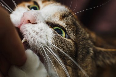 Sevimli kırmızı kedi erkeğin elini ısırıyor.