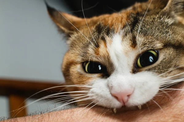 Söt rolig röd katt biter mans hand — Stockfoto