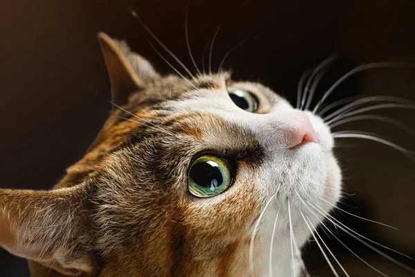 Zbliżenie portret głowy czerwonego kota z dużymi pięknymi mber oczami — Zdjęcie stockowe