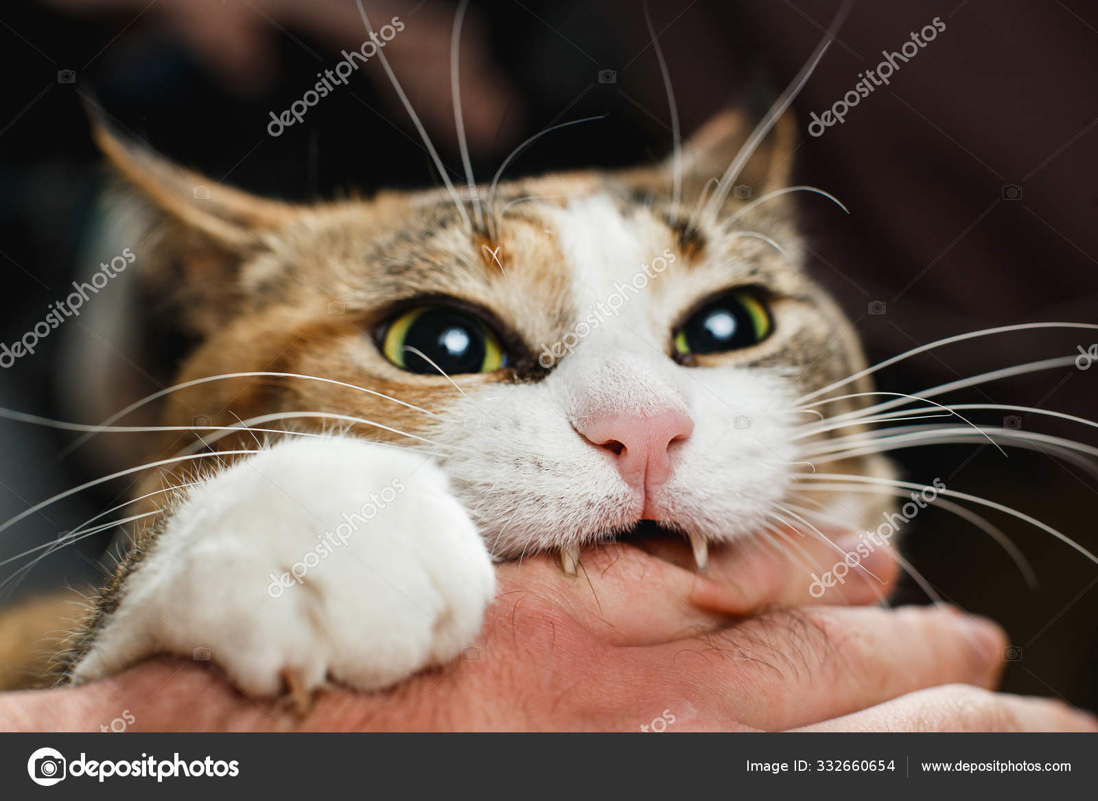 Лихорадочный красный кот кусает своего хозяина за руку со