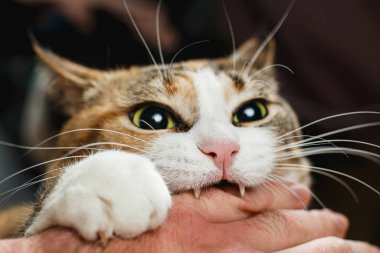 Vahşi kırmızı kedi tüm gücüyle sahibini kolundan ısırır.