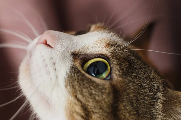 Zbliżenie portret ciekawskiego czerwonego kota z dużymi pięknymi żółtymi oczami — Zdjęcie stockowe