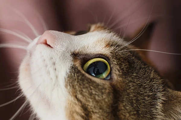 Closeup portrait of the curious a red cat with big beautiful yellow eyes — ストック写真