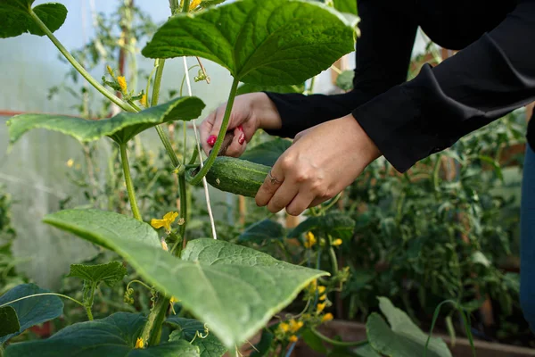 Yakın plan kadın olgun salatalıkları dallarından kesiyor.